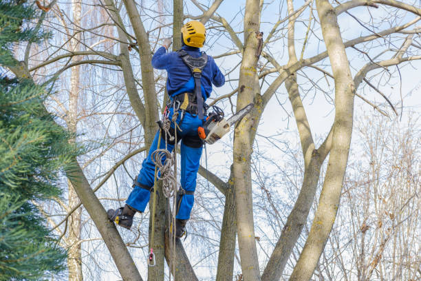 Tree and Shrub Care in Turners Falls, MA