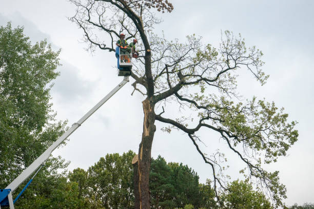 Best Tree and Shrub Care  in Turners Falls, MA