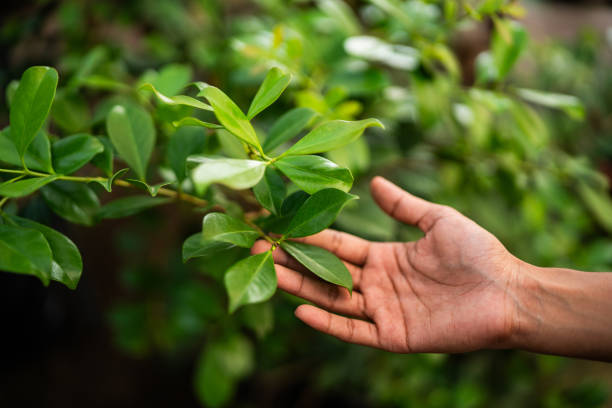 How Our Tree Care Process Works  in  Turners Falls, MA